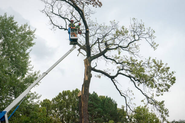 Lawn Watering Services in Runaway Bay, TX