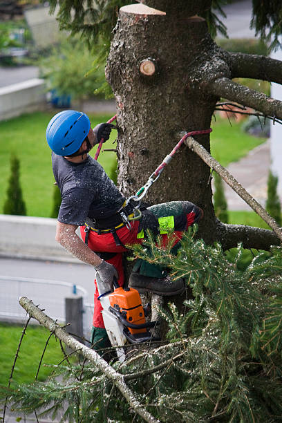 How Our Tree Care Process Works  in  Runaway Bay, TX