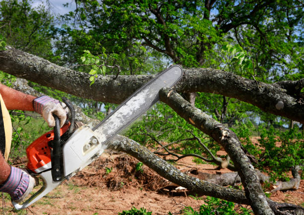 How Our Tree Care Process Works  in  Runaway Bay, TX